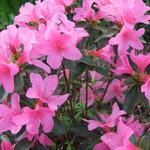 Rhododendron  'Madame van Hecke' - Rhododendron 'Madame van Hecke'
