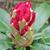 Rhododendron Yakushimanum 'Marlis'