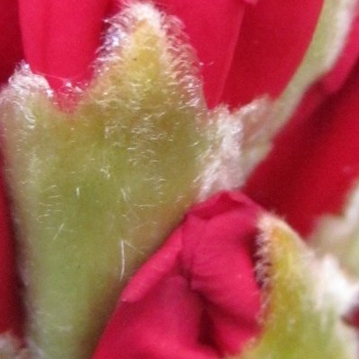 Rhododendron Yakushimanum 'Marlis' - 