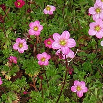 Saxifraga x arendsii 'Blütenteppich' - Saxifraga x arendsii 'Blütenteppich'