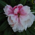 Rhododendron yakushimanum  - 