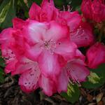 Rhododendron 'President Roosevelt' - 