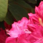Rhododendron ´America´ - 