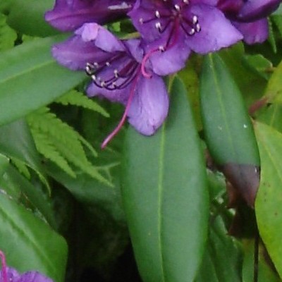 Rhododendron 'Marcel Menard' - Rhododendron 'Marcel Menard'