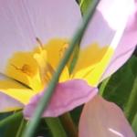 Tulipa bakeri 'Lilac Wonder' - 