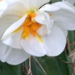 Narcissus 'Cheerfulness' - 