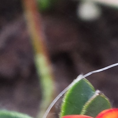 Anthyllis vulneraria 'Coccinea'
