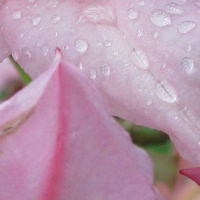 Rhododendron  'Bouquet de Flore' - 