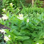 Maianthemum racemosum   - Maianthemum racemosum  