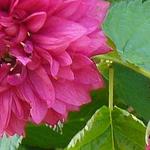 Rubus spectabilis 'Flore Pleno'  - 