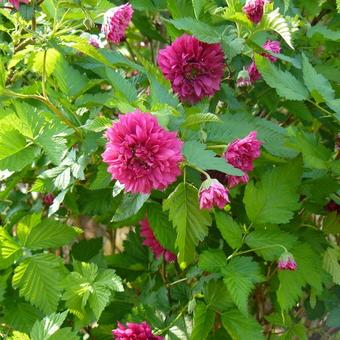 Rubus spectabilis 'Flore Pleno'