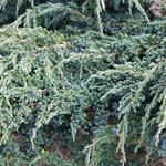 Juniperus squamata 'Meyeri' - 