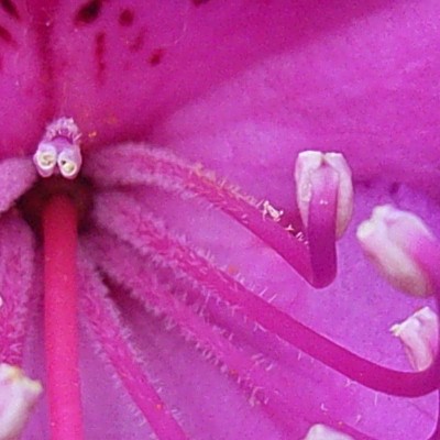 Rhododendron 'Anna Krusche' - 