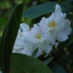 Rhododendron  'Mme Masson' - Rhododendron 'Mme Masson'