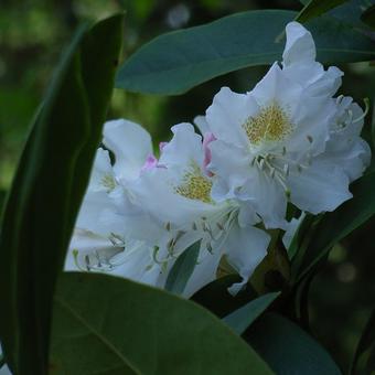 Rhododendron  'Mme Masson'