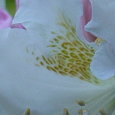 Rhododendron  'Mme Masson' - Rhododendron 'Mme Masson' - Rhododendron  'Mme Masson'