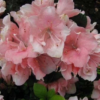 Rhododendron  'Hera'