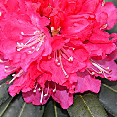 Rhododendron yakushimanum 'Anilin' - 