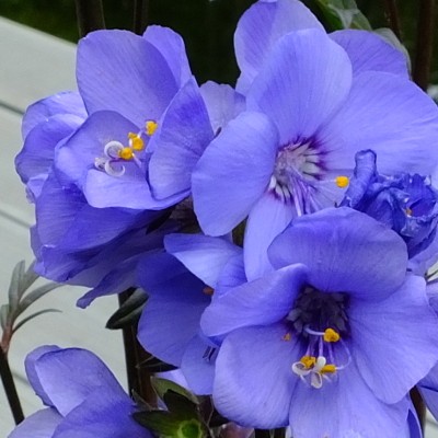 Polemonium yezoense var. hidakanum 'Bressingham Purple' - Polemonium yezoense var. hidakanum 'Bressingham Purple'