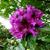 Rhododendron 'Purple Splendour'