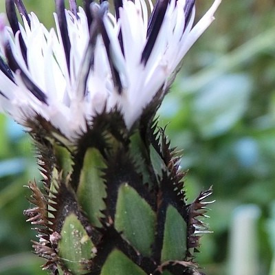 Centaurea montana 'Alba' - 
