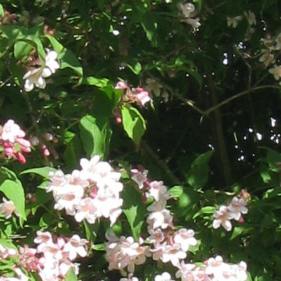 BUISSON DE BEAUTÉ, KOLKWITSIA AMABILIS - Kolkwitzia amabilis 'Pink Cloud'