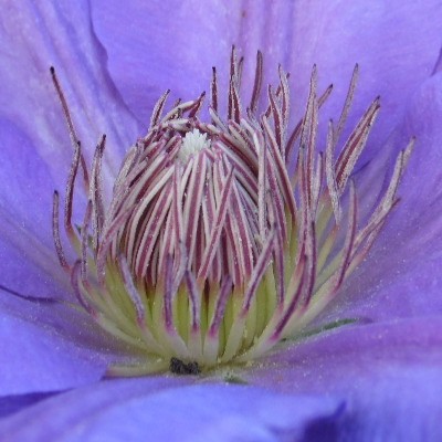 Clematis 'Lawsoniana' - 