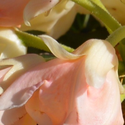 Rhododendron yakushimanum 'Golden Torch' - 