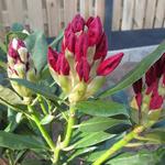 Rhododendron 'Halfdan Lem' - 