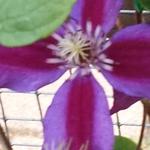 Clematis 'Mrs. N. Thompson' - 