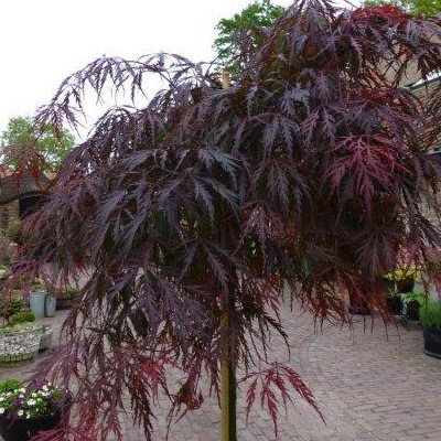 Acer palmatum 'Tamukeyama' - 
