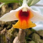 Dendrobium bellatulum - 