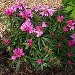 Rhododendron ponticum 'Graziella' - 
