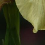 Iris foetidissima var. citrina - 