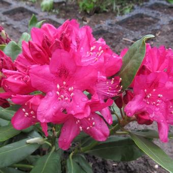 Rhododendron 'Halfdan Lem'