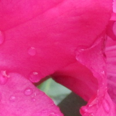 Rhododendron 'Halfdan Lem' - 