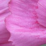 Dianthus gratianopolitanus 'Dinetta Pink' - 