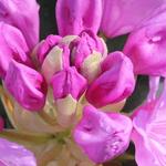 Rhododendron 'Blue Silver' - 