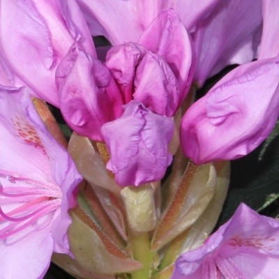 Rhododendron 'Blue Silver' - 