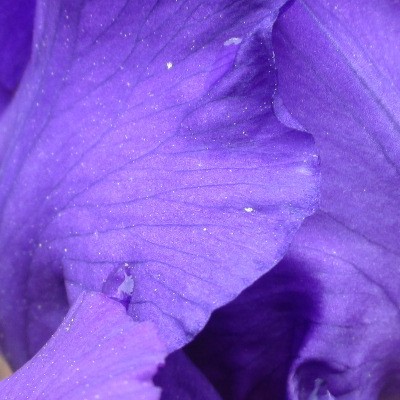 Iris germanica  'Black Knight'