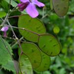 Lunaria annua - Einjähriges Silberblatt - Lunaria annua