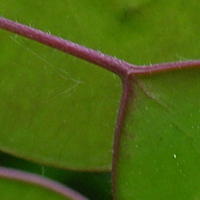 Lunaria annua - Einjähriges Silberblatt
