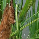Carex nigra - Braun-Segge