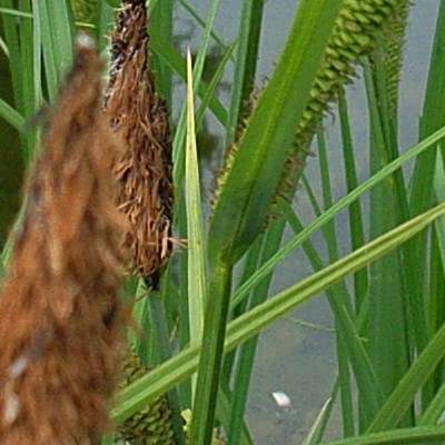 Braun-Segge - Carex nigra