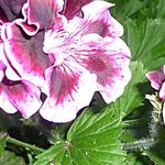 Pelargonium 'Rembrandt' - 