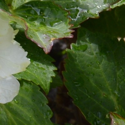 Hydrangea macrophylla ‘Nymphe’ - 