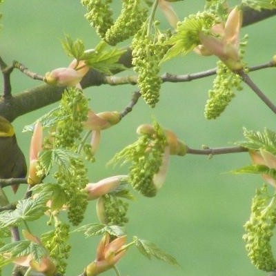 Acer pseudoplatanus - Érable sycomore