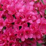 Rhododendron obtusum - 