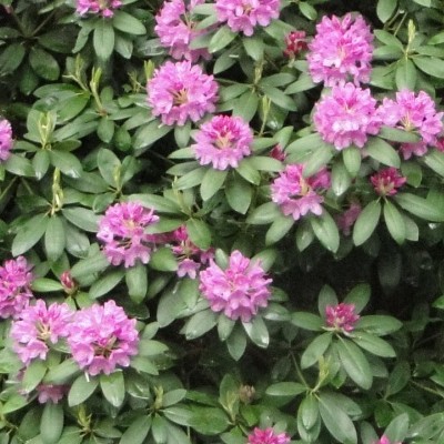 Rhododendron 'Catawbiense Grandiflorum' - Rhododendron 'Catawbiense Grandiflorum'