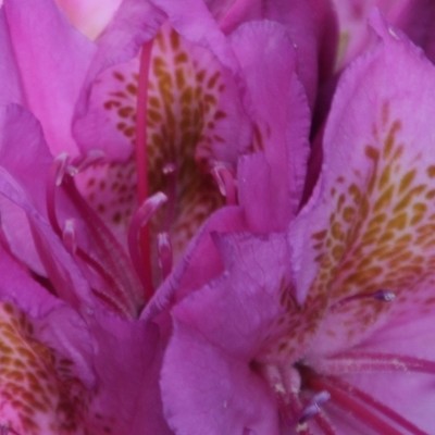 Rhododendron 'Queen Mary' - 